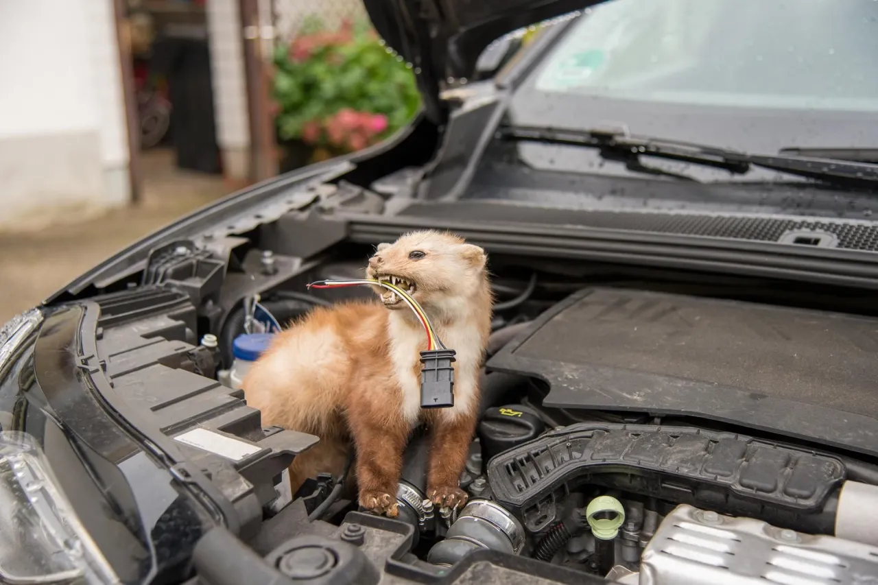 kuna domowa w samochodzie