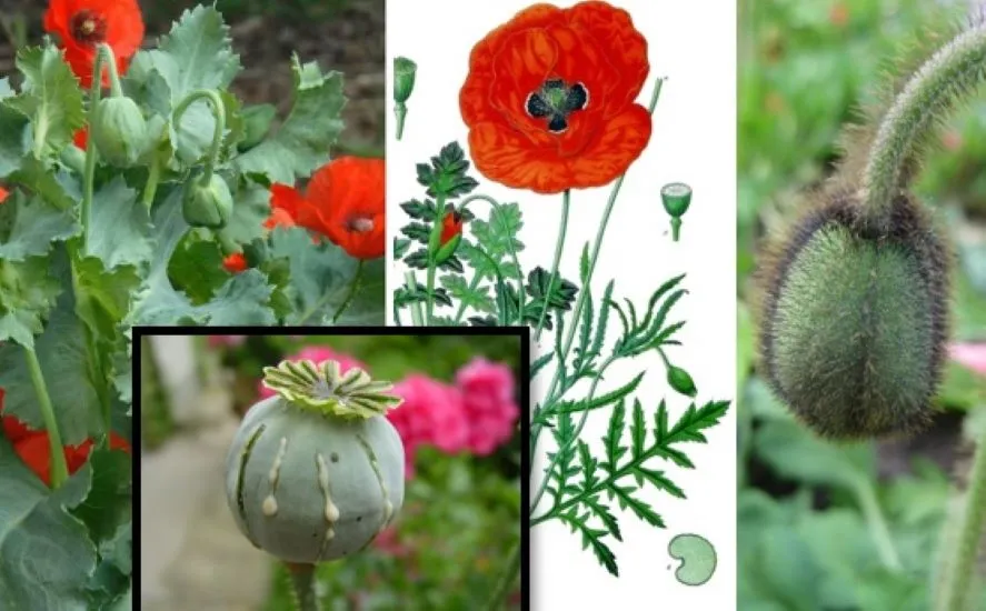 kwiaty maku lekarskiego i maku polnego porównanie