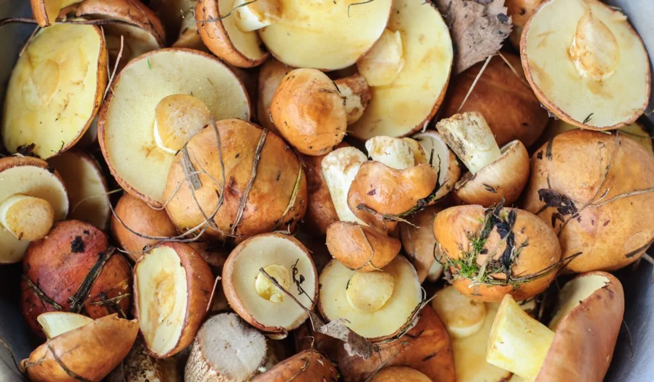 Jak obierać maślaki krok po kroku