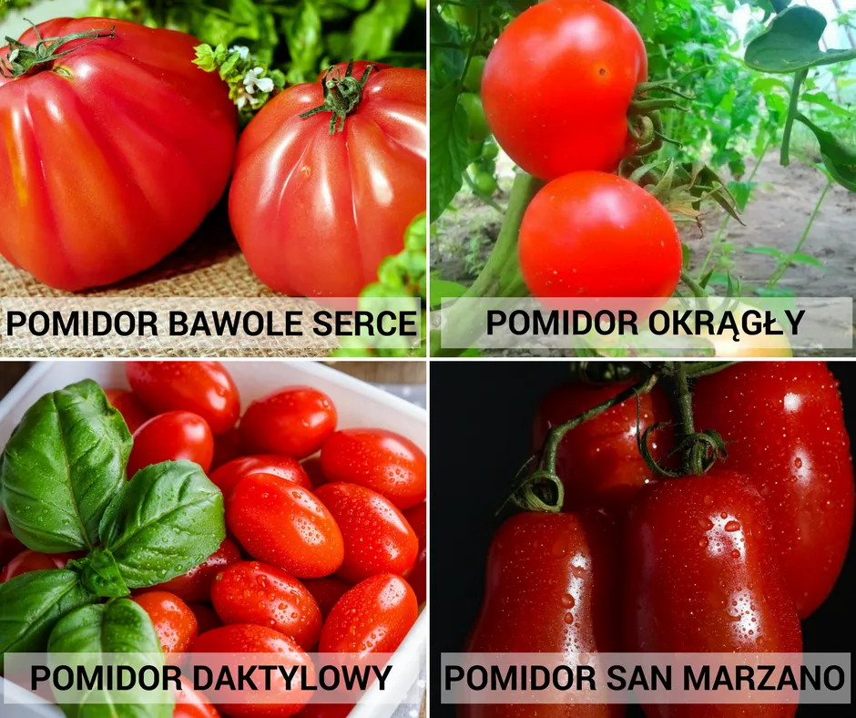 różne odmiany pomidorów, świeże pomidory, pomidory malinowe, pomidory San Marzano
