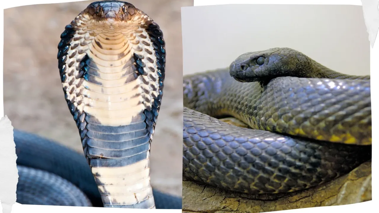 r&oacute;żne gatunki kobr por&oacute;wnanie