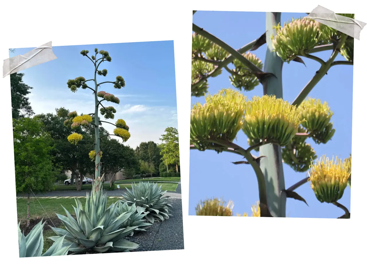 pęd kwiatostanowy agawy