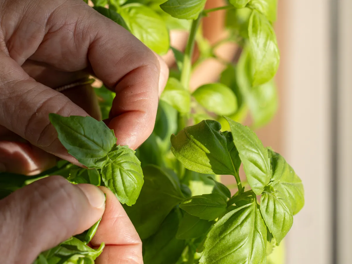 Dłonie delikatnie przycinają liście bazylii, pokazując, jak podlewać ją, by rosła bujnie i zdrowo.