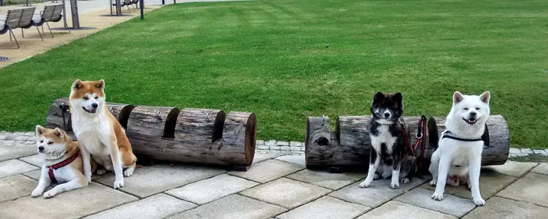 Szczeniak Akita socjalizacja z innymi psami