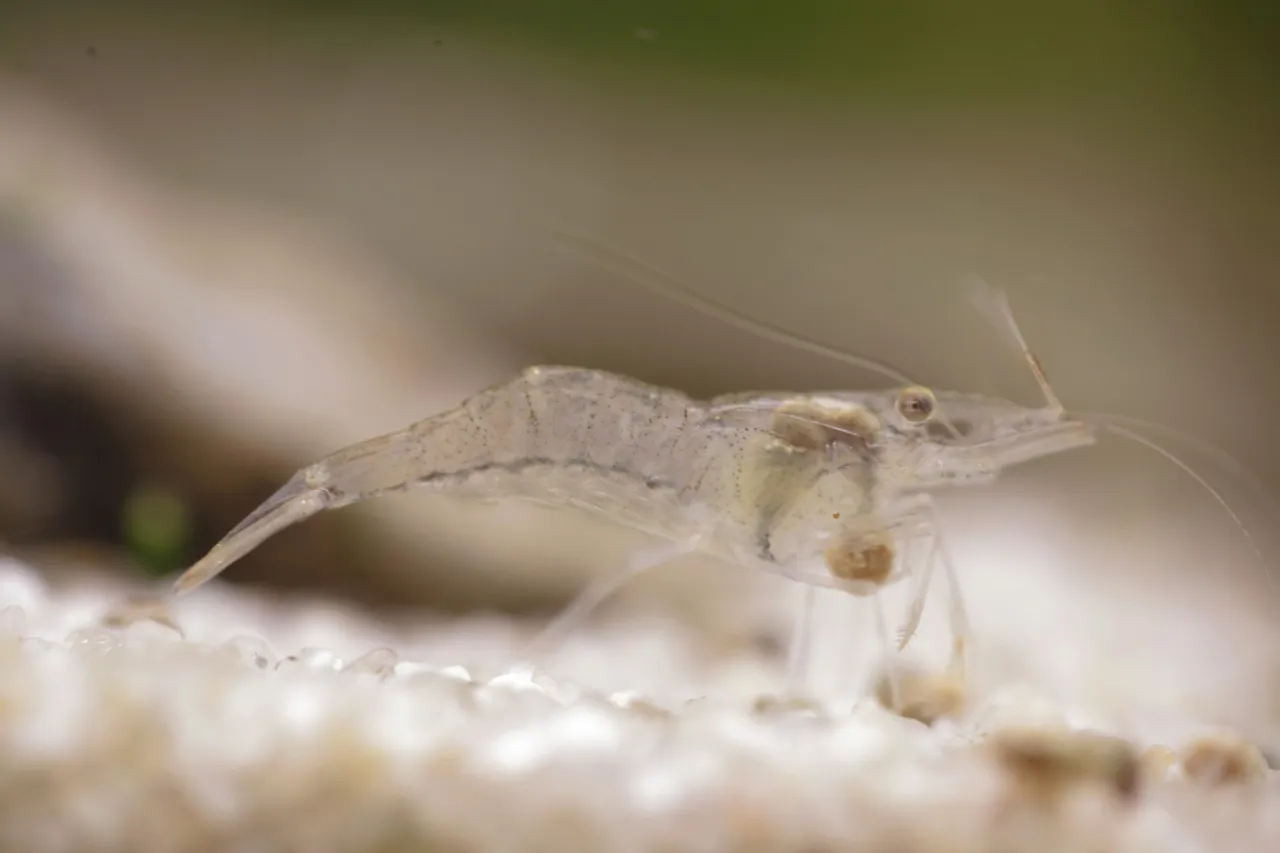 Krewetka bałtycka w naturalnym środowisku pod wodą