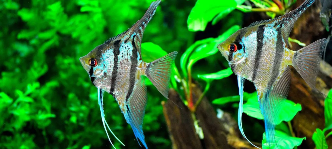 skalary i neony w akwarium