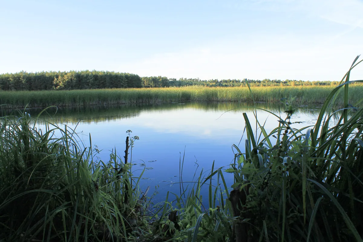 Spokojna tafla wody odbija błękitne niebo. Wok&oacute;ł bujna roślinność, charakterystyczna dla rezerwatu przyrody Piskory.