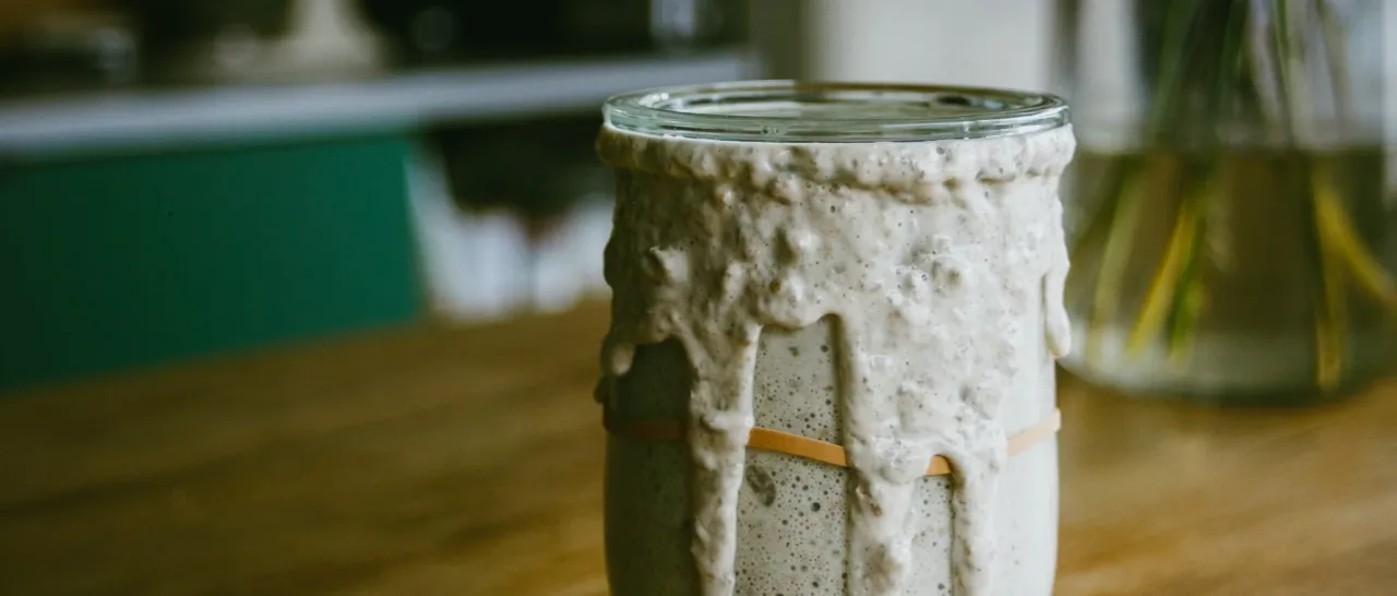 mikroorganizmy w zakwasie schemat