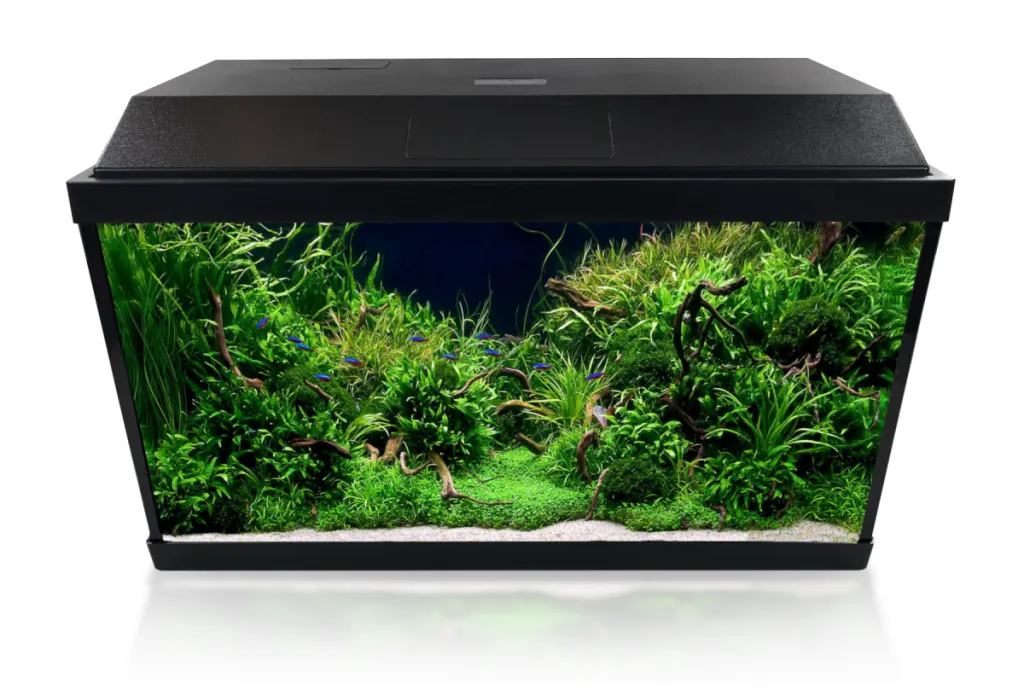 akwarium dla początkujących 60-100l