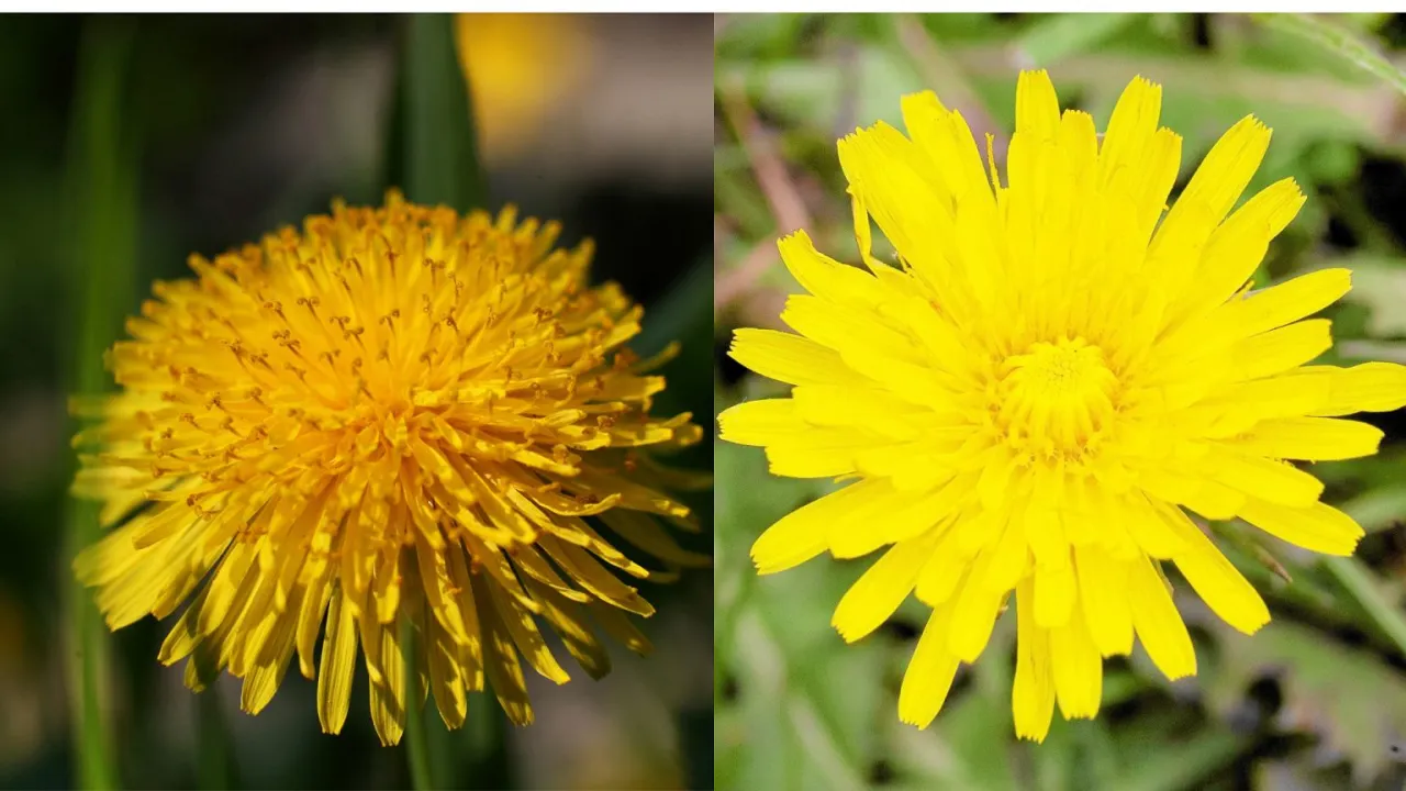 Mniszek lekarski vs mlecz polny porównanie