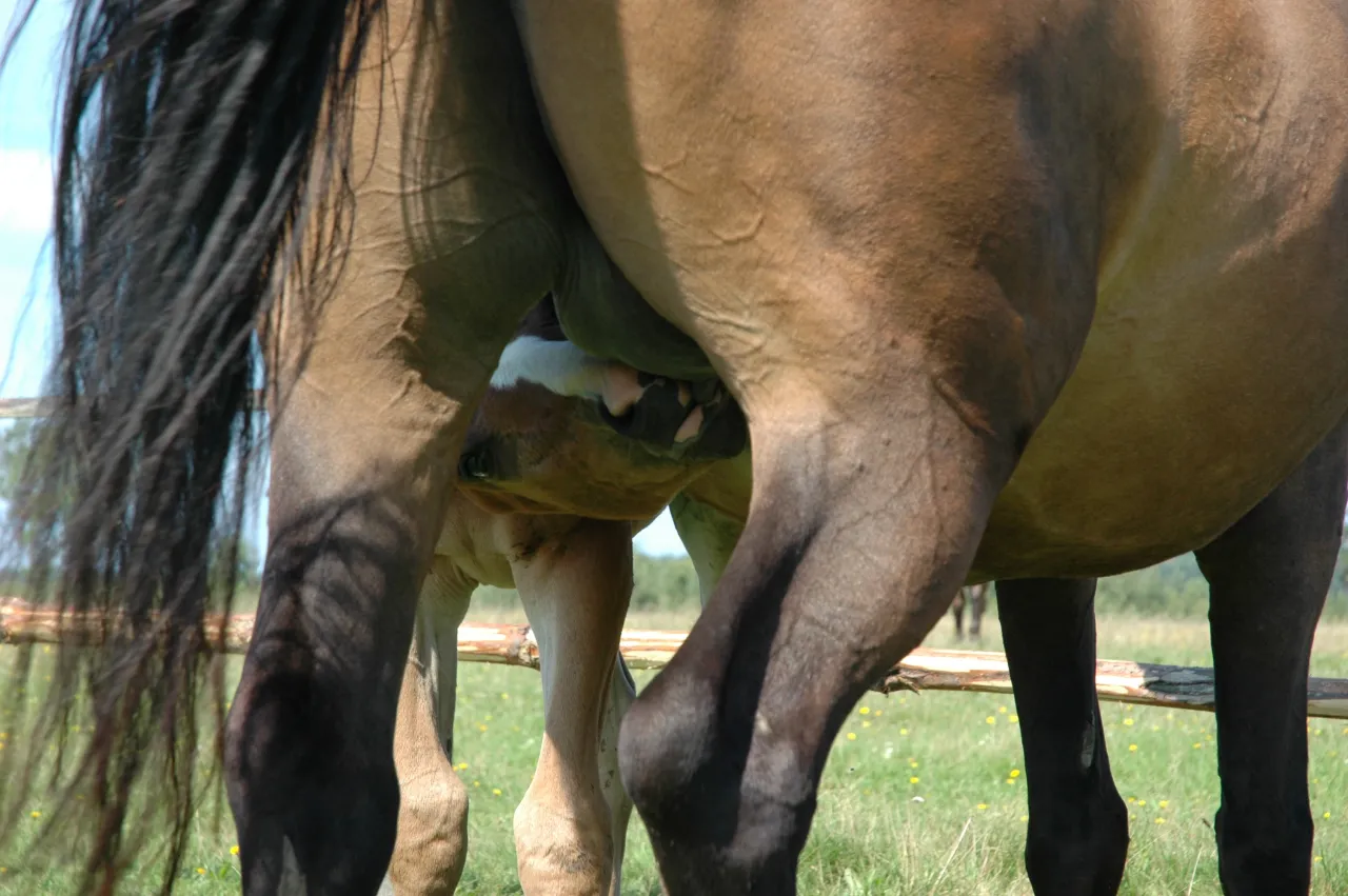 problemy z rują u klaczy