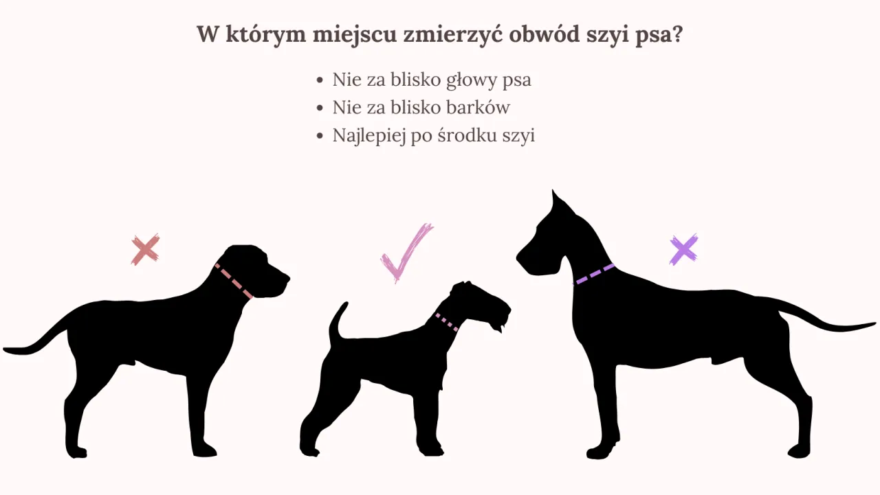 jak zmierzyć szyję psa do obroży