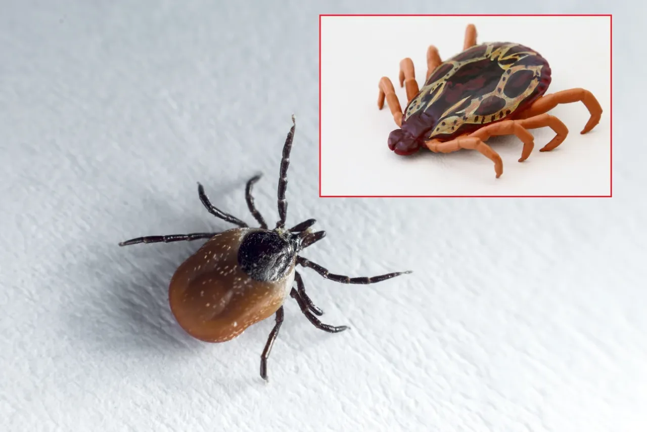 drapieżniki kleszczy w Polsce