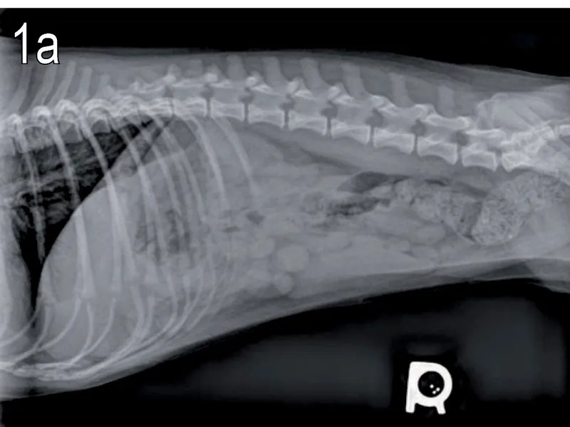 rentgen psa kości przew&oacute;d pokarmowy