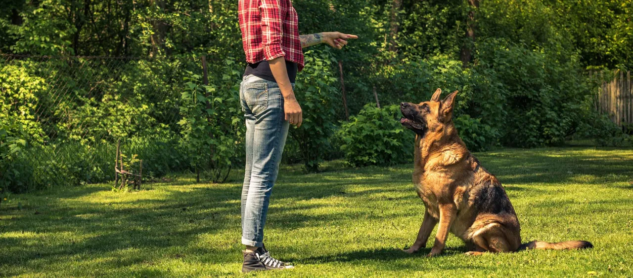 Właściciel trenujący psa