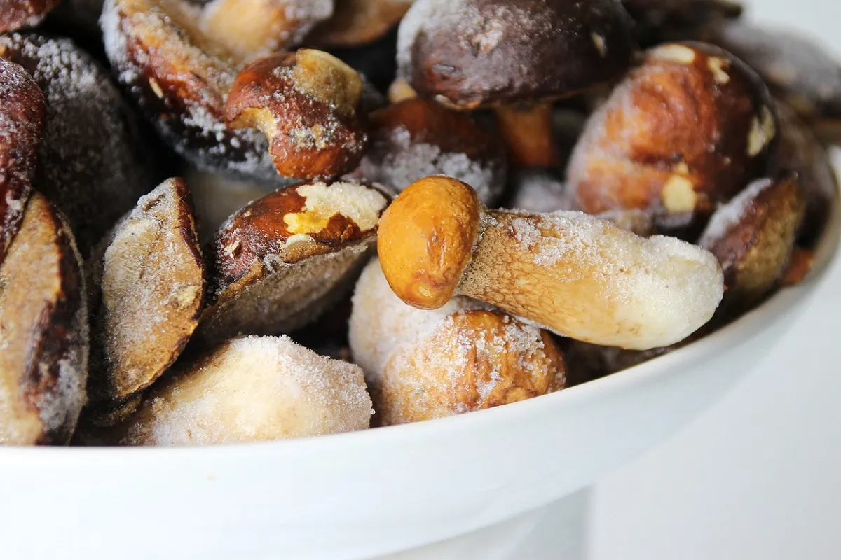 różne gatunki grzybów leśnych do mrożenia