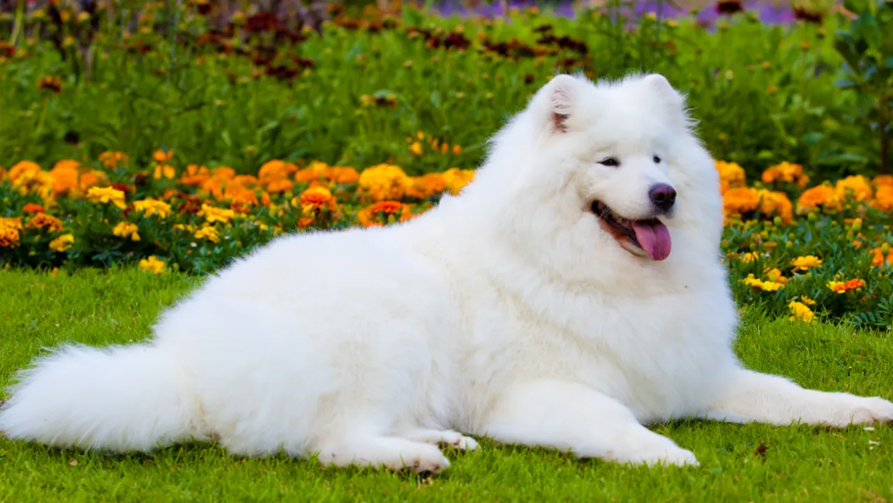 Szczotkowanie Samoyeda