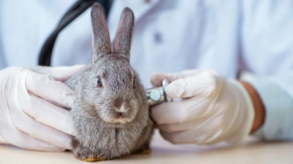 kastracja kr&oacute;lika agresja