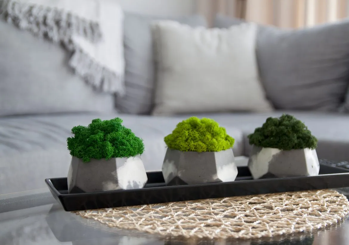 nawilżacz powietrza do mchu, suchy mech chrobotek, twardy mech