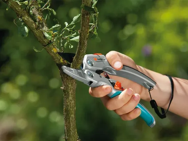 narzędzia do cięcia jabłoni