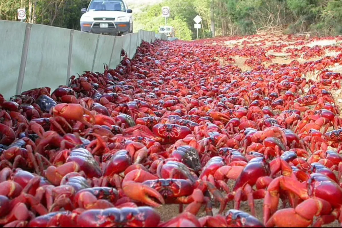 Migracja czerwonych krabów Wyspa Bożego Narodzenia