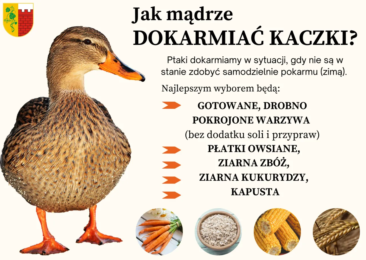 szkodliwe jedzenie dla ptak&oacute;w zimą chleb