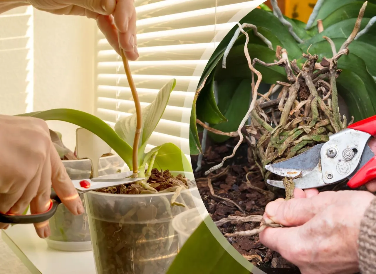 Osoba przycinająca korzenie storczyka ostrymi nożyczkami