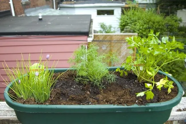 słoneczne stanowisko dla koperku