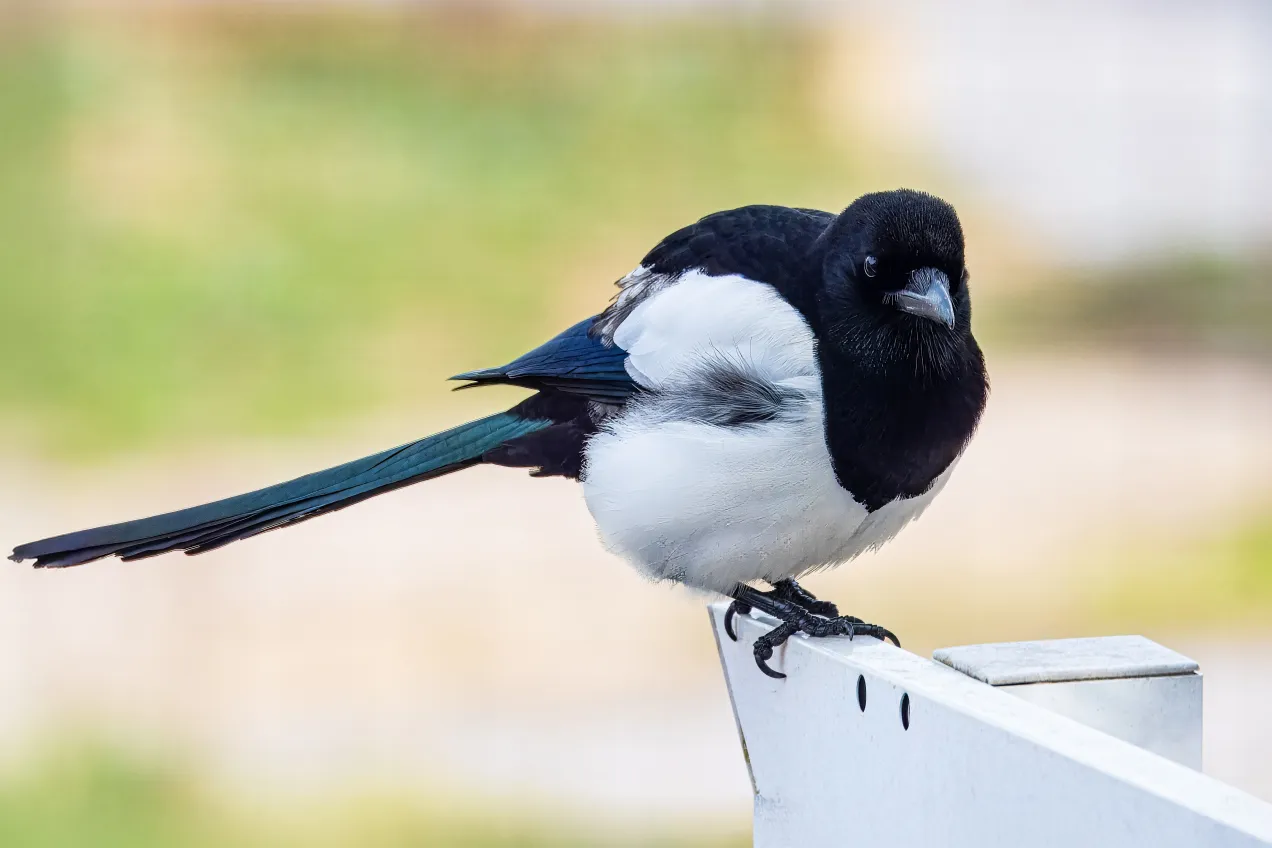 sroka pod ochroną prawną symbol