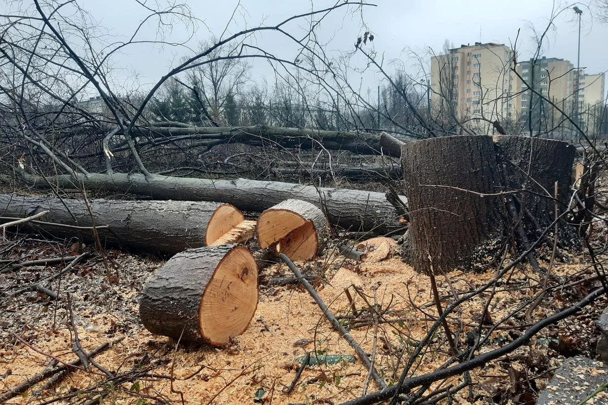 wycinka drzew pod inwestycję deweloperską