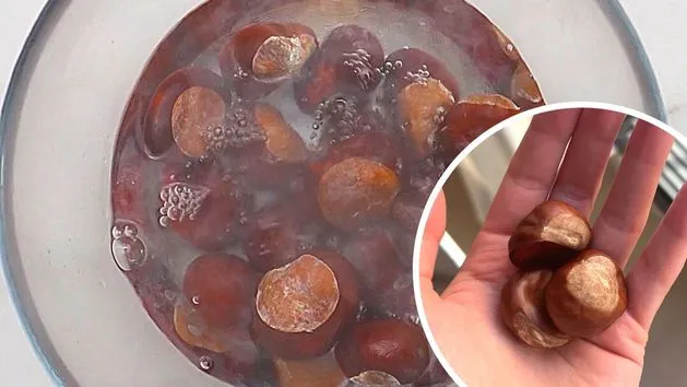 Zdjęcie Kiedy zbierać kasztany na nalewkę, aby uniknąć rozczarowania?