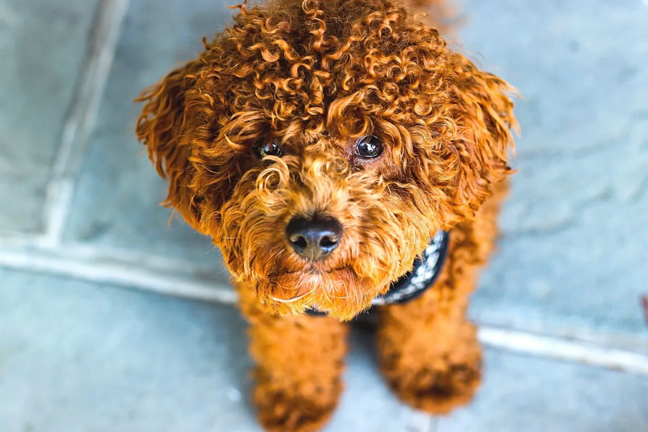 Rasy psów dla alergików kolaż