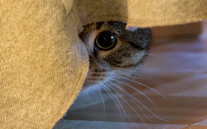 kot z lękiem separacyjnym objawy