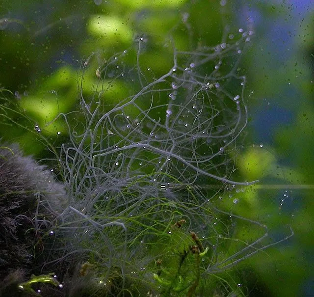 glony w akwarium rodzaje