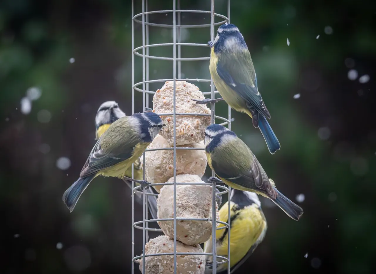 domowe kule tłuszczowe dla ptaków bez siatki różne formy