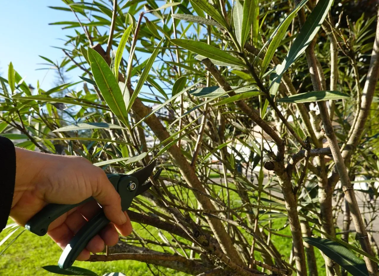 przechowywanie oleandra zimą