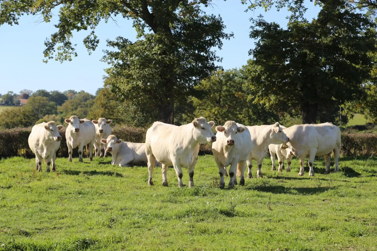 Stado bydła szarolez pasące się na zielonej łące, w tle drzewa i błękitne niebo.