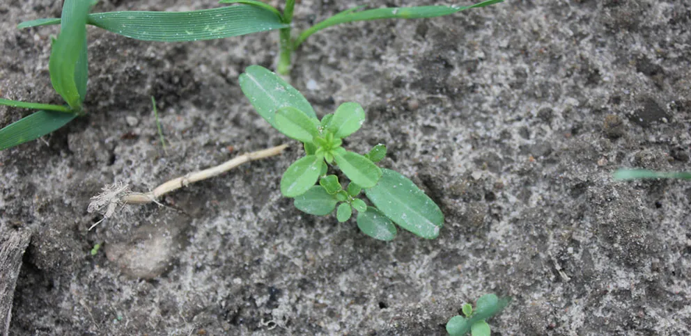 Zdjęcie Przytulia czepna: Jak skutecznie zwalczyć ten chwast? Poradnik