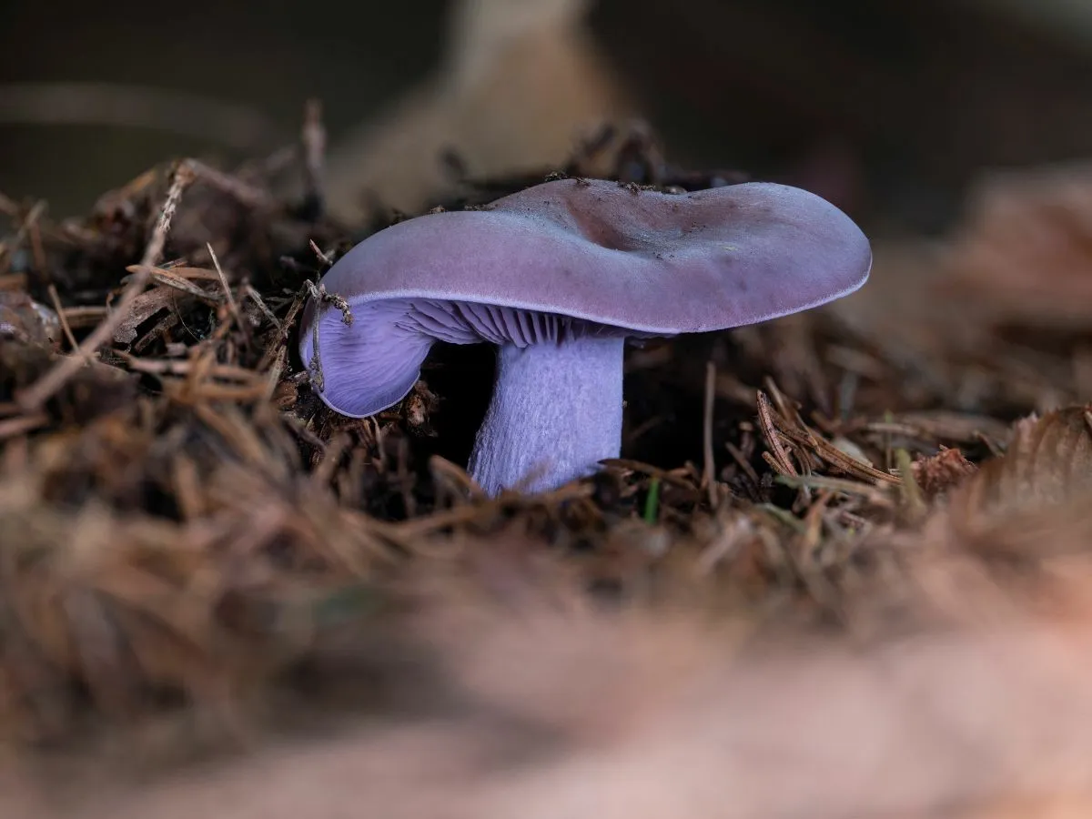 Polskie prawo narkotykowe grzyby