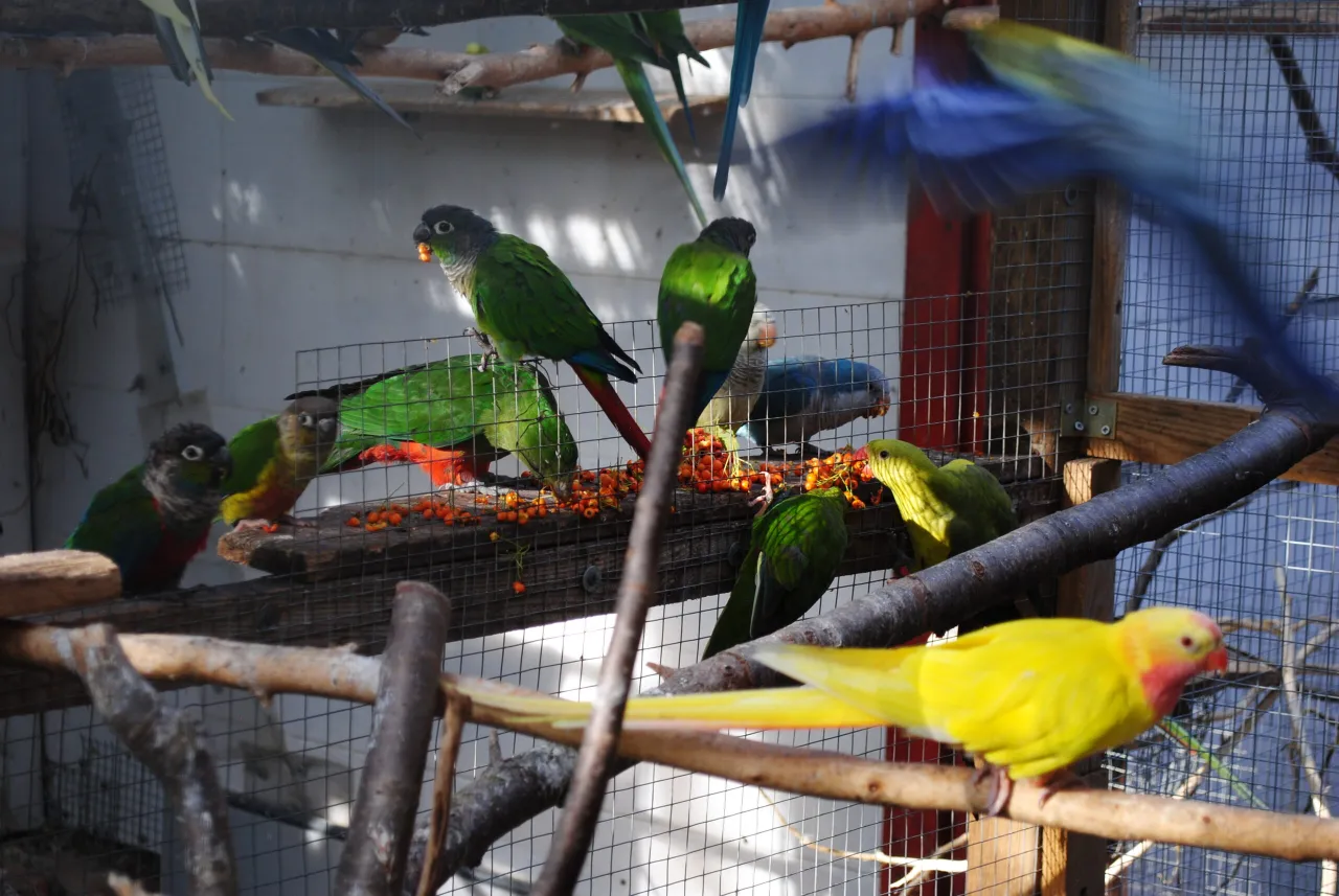 bezpieczne gałęzie dla papug różne gatunki