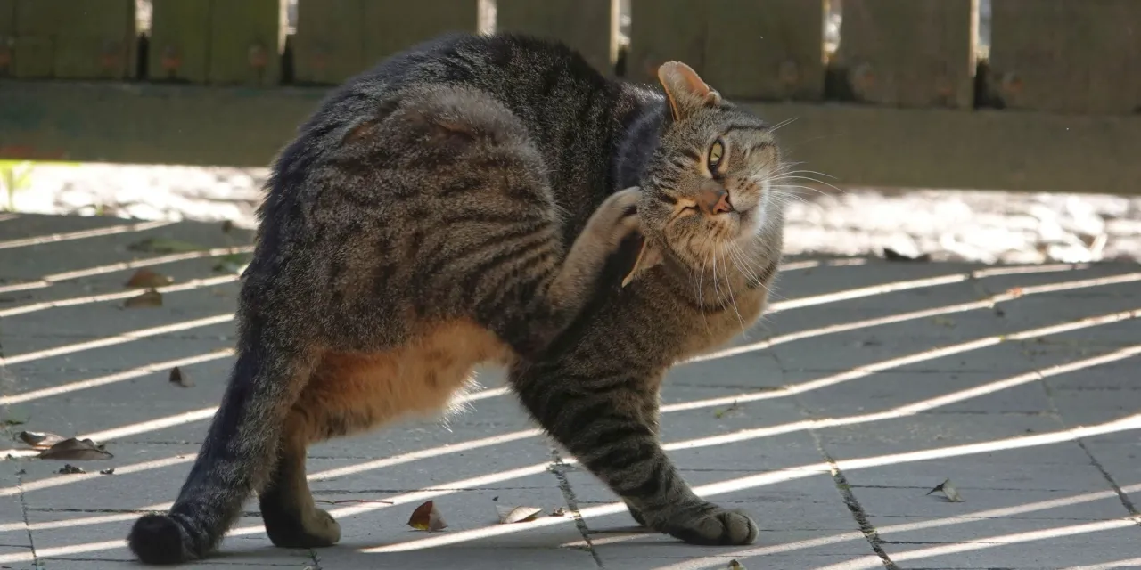 Kot z lśniącą sierścią i kot z przerzedzoną sierścią por&oacute;wnanie