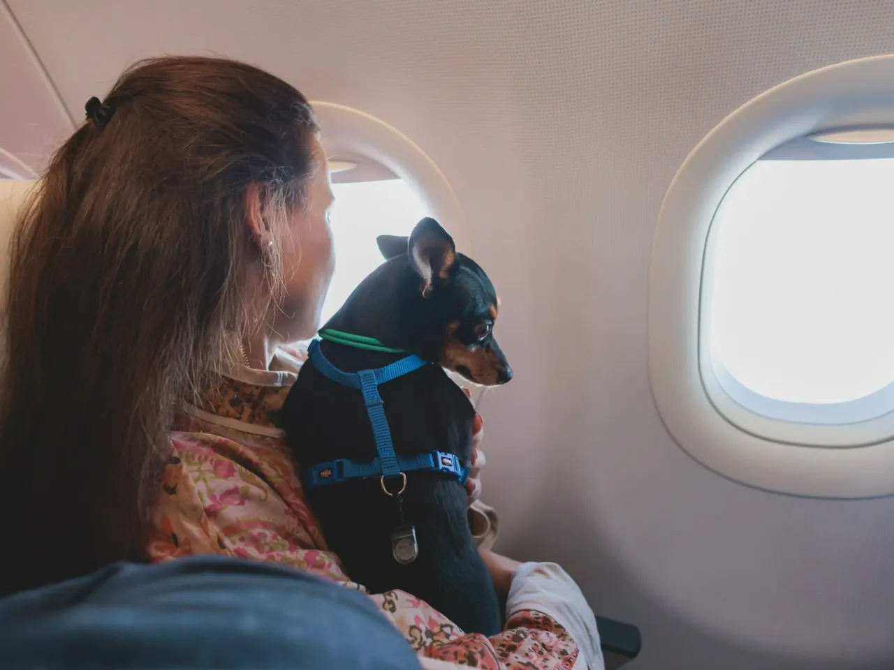 Kobieta z psem w kabinie samolotu. Czy Ryanair przewozi psy? Tak, ten mały piesek podr&oacute;żuje z nią.