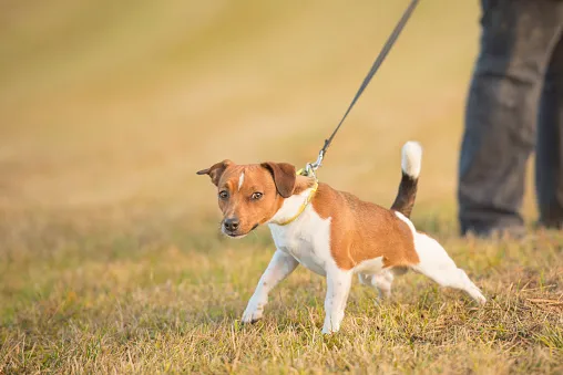 Jack Russell Terrier kopiący, szczekający, ciągnący na smyczy