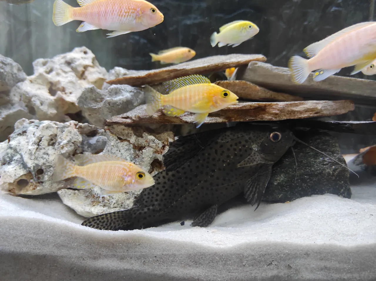 ryby nieodpowiednie do akwarium 100l