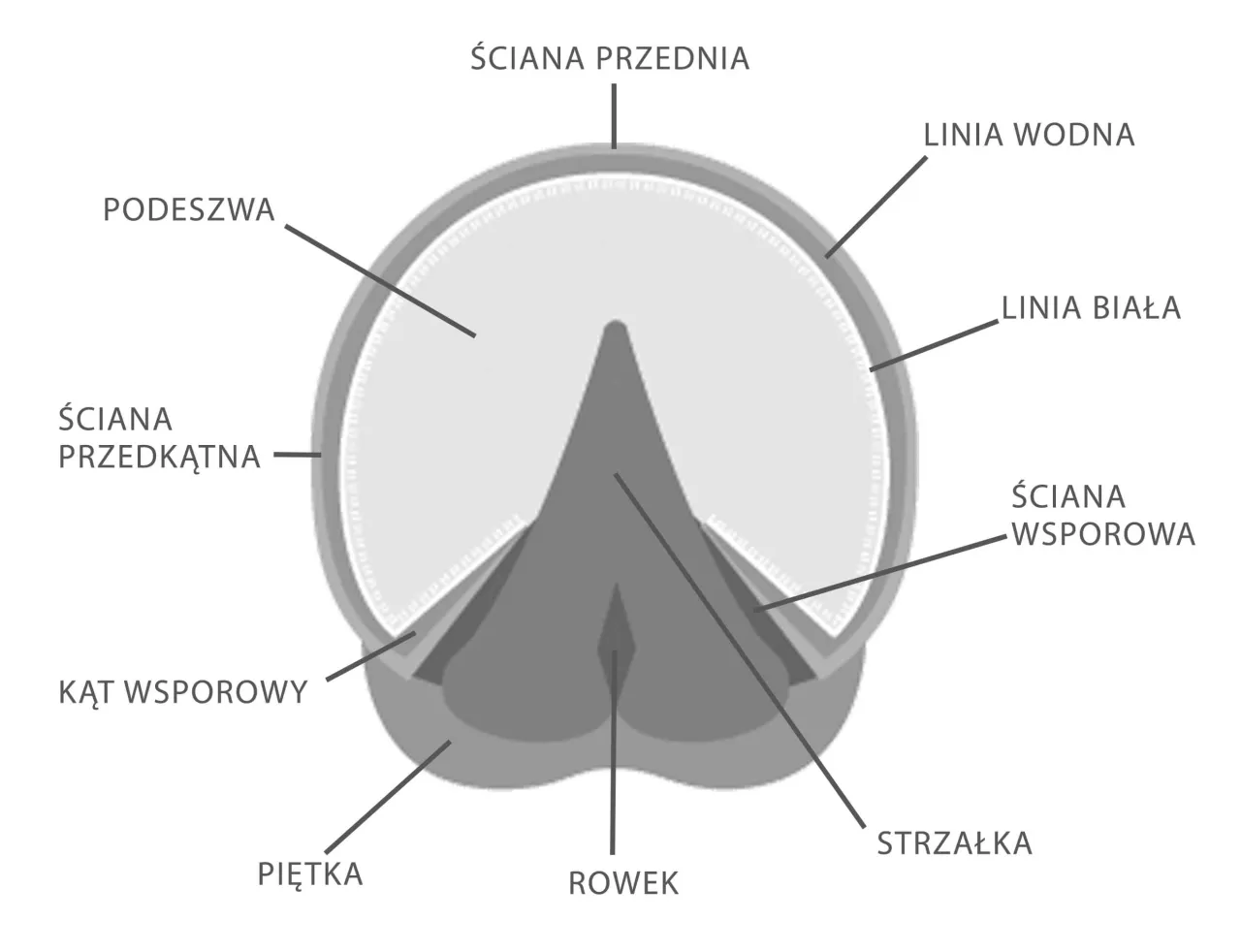 koń kopyto anatomia