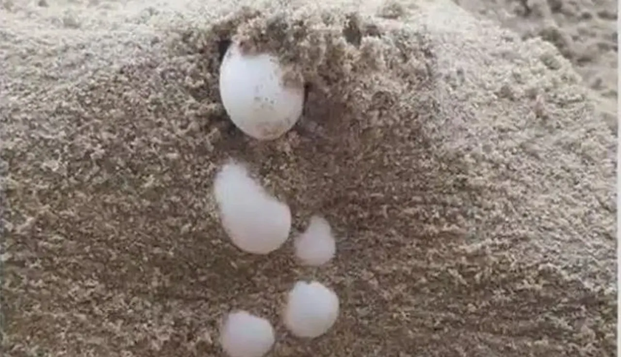 jaja węża zbożowego w gnieździe