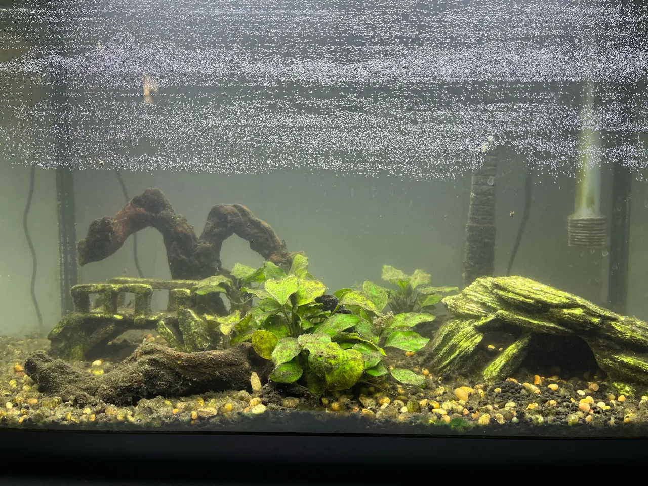 dojrzewanie akwarium