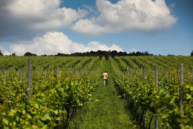 Winnica Srebrna Góra widok