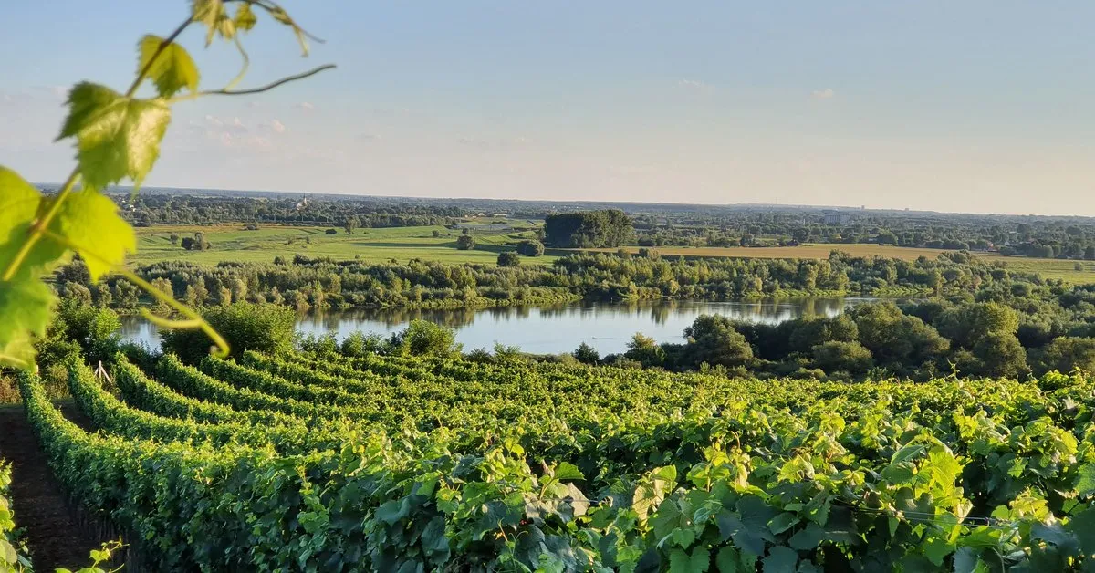 Polska Toskania winnice