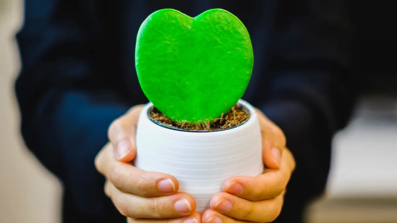 kwiaty doniczkowe w kształcie serca na walentynki